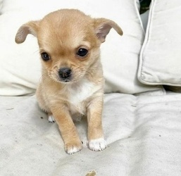 Die kleinsten Mini-Chihuahua-Welpen.