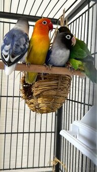 Agaporniden abzugeben