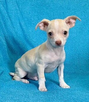 Chihuahua Mix Rüde