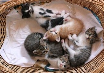 Süße Kätzchen abzugeben