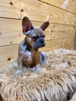 Französischen Bulldoggen Welpen