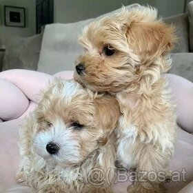 Adorable Maltipoo puppies for sale
