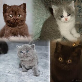 Britisch kurzhaar Kätzchen