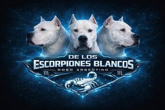 Dogo Argentino – wir nehmen Reservierungen für erstklas