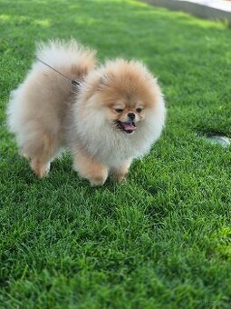 Hund