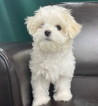 Malteserwelpen (Rüden und Hündinnen)