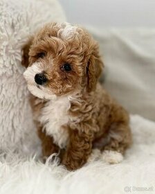 Gorgeous Puppies for sale - 1