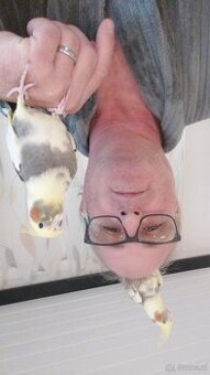 Gider heimo züchter