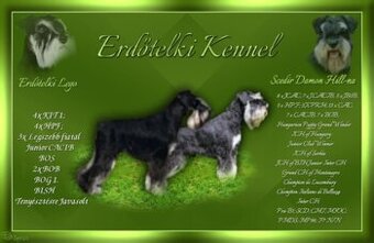 Zwergschnauzer Schwarz-Silber - 1