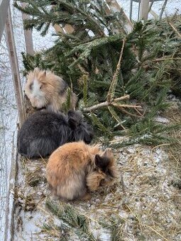 Löwenkopf Kaninchen