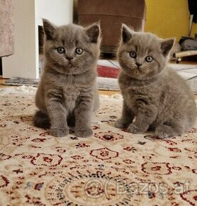 Wunderschöne BKH - Kitten Katze Kätzchen