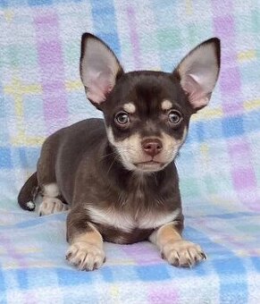 Schoko Chihuahua Rüde