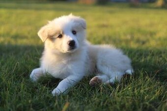 Puppy border collie