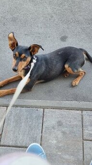Zwergpinscher Hündin