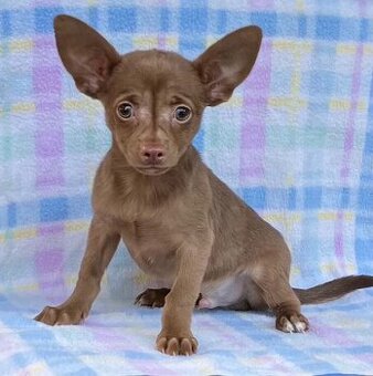 Schokolade Chihuahua Rüde