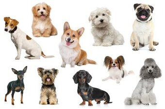 Wir suchen ein kleinen Hund