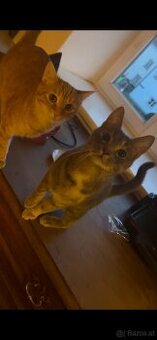 2 Katzen können einzeltn oder gemeinsam vermitteln werden