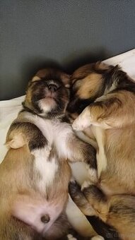 LHASA APSO Welpe mit Stammbaum