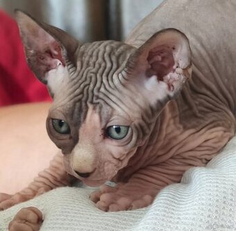 Sphynx Kitten