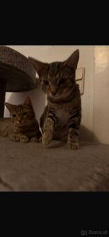 Kitten