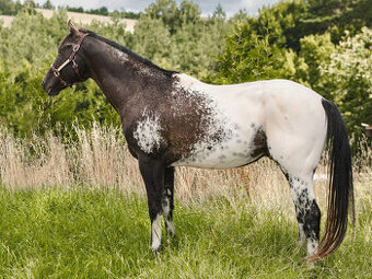 Appaloosa Deckhengst - Homozygot Schwarz