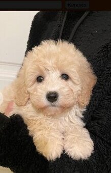 Maltipoo Welpe
