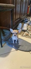 Reinrassige Chihuahua Welpen mit Ahnentafel