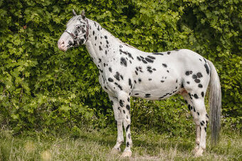 Appaloosa Deckhengst - Black Leopard