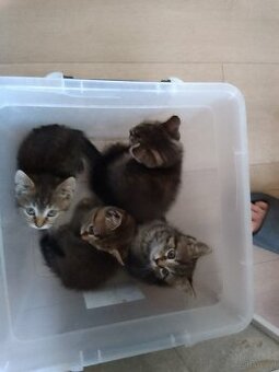 Kitten 9wochen