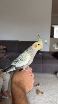 Nymphensittiche