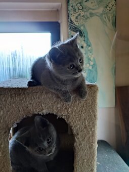 4 echte Kartäuser Chartreux Kätzchen