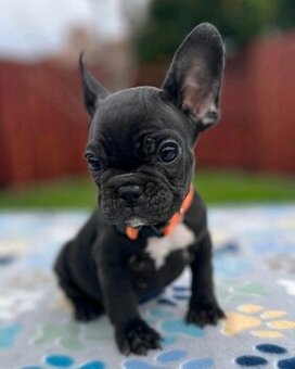 WhatsApp +4915510295604 Französische Bulldoggenwelpen verfüg