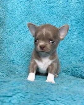 WhatsApp +4915510295604 Chihuahua Welpen verfügbar