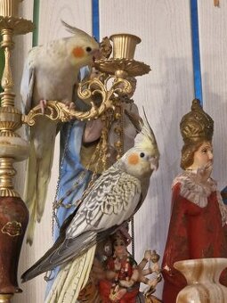 Junge Nymphensittiche