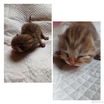 Britisch Kurzhaar Kitten