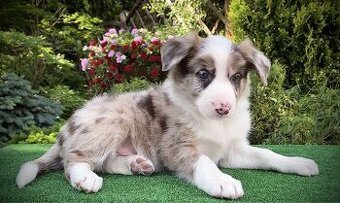 WhatsApp +4915510295604 Border Collie Welpen verfügbar