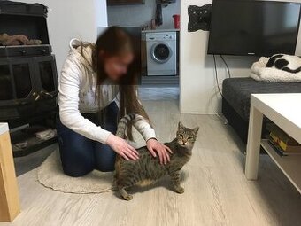 Kleine süße "Tigra" in liebevolle Hände abzugeben