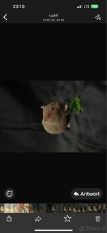 Hamster
