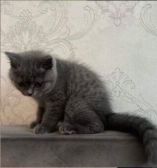 Kleines bkh Kätzchen zu verkaufen