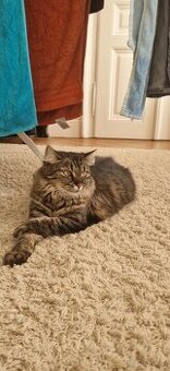 Katze verschenken