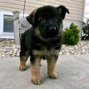 Deutscher Schäferhund