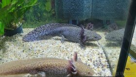 Axolotl zu verschenken