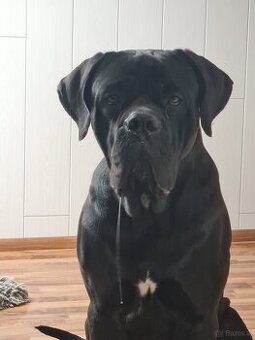 Cane Corso