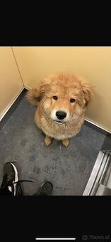 Welpe sucht ein Zuhause