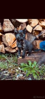Katzenbabys