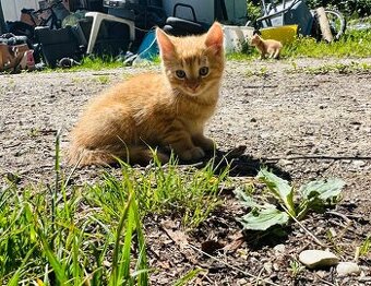 Katzenbabys
