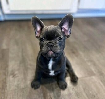 Französische Bulldoggen