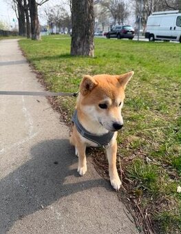 Herzlicher Shiba Inu sucht liebevolles Zuhause 🐾