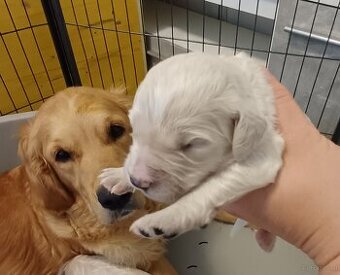 Goldendoodle