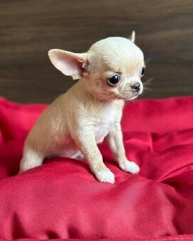 Chihuahua-Welpen